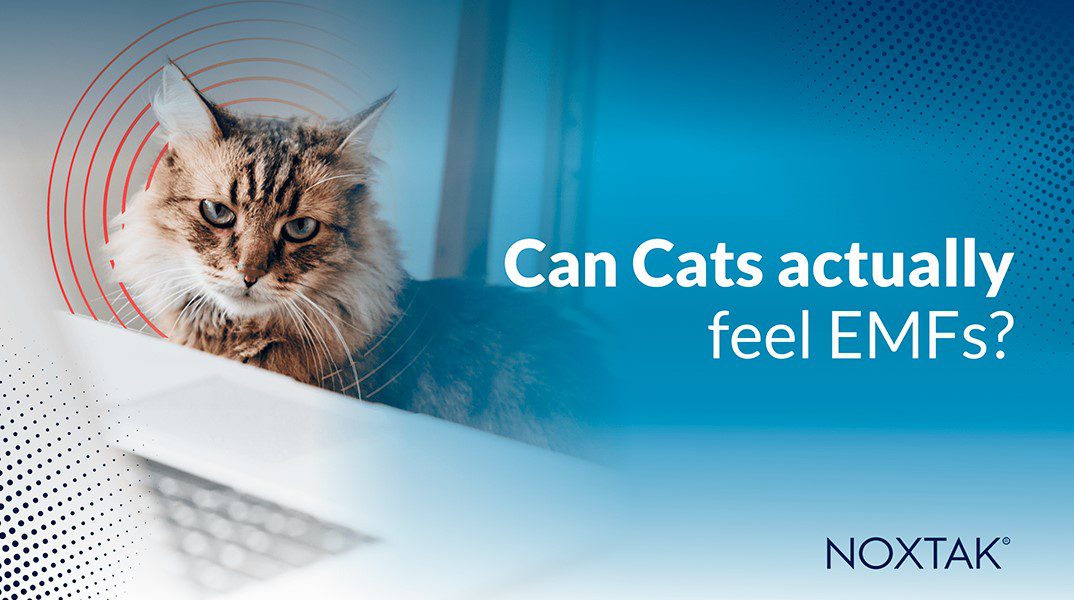 Can Cats actually feel EMFs?