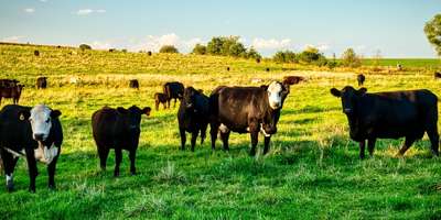 Poultry and livestock